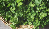 Cilantro: From Master Chelator to Anticonvulsant