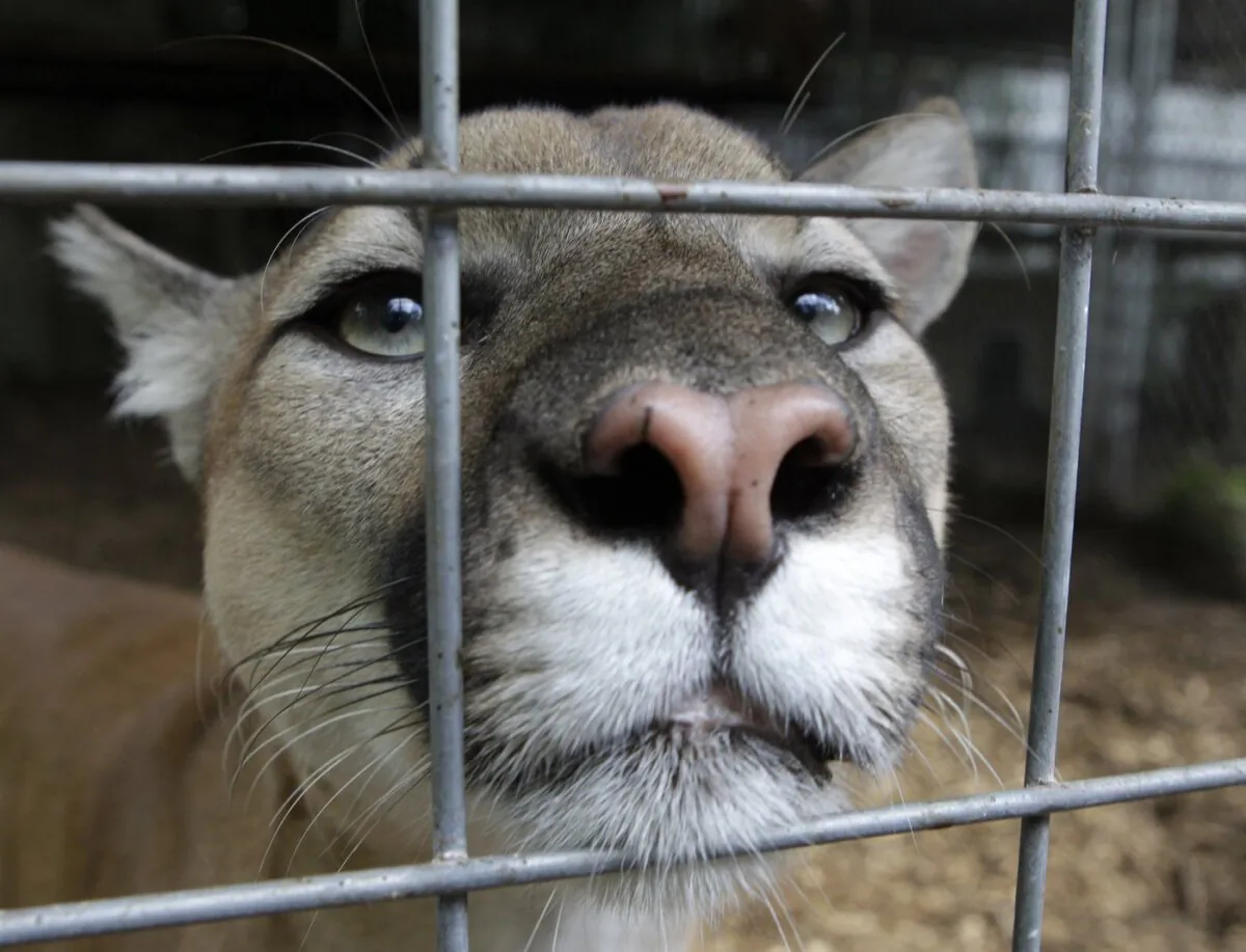 A cougar watches from an enclosure at Stump Hill Farm in Massillon, Ohio in a file photo Aug. 25, 2010. (The Canadian Press/AP/Mark Duncan)