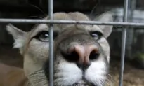 One Person Taken to Hospital After Cougar Attack in Banff National Park