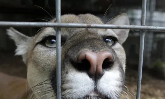 One Person Taken to Hospital After Cougar Attack in Banff National Park