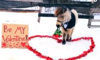 Mini Horse Dressed in Tuxedo Carries Bunch of Roses in His Mouth for Valentine’s Day