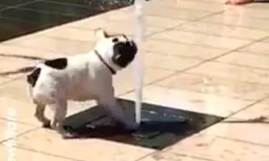 French Bulldog Gets Soaked Trying to Block Street Fountain