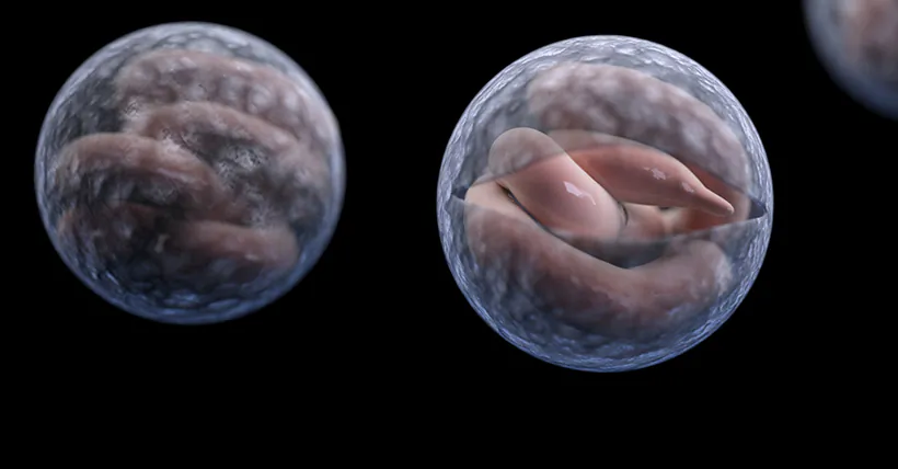 A magnified image of two Cryptosporidium parasites. Courtesy US Centers for Disease Control.
