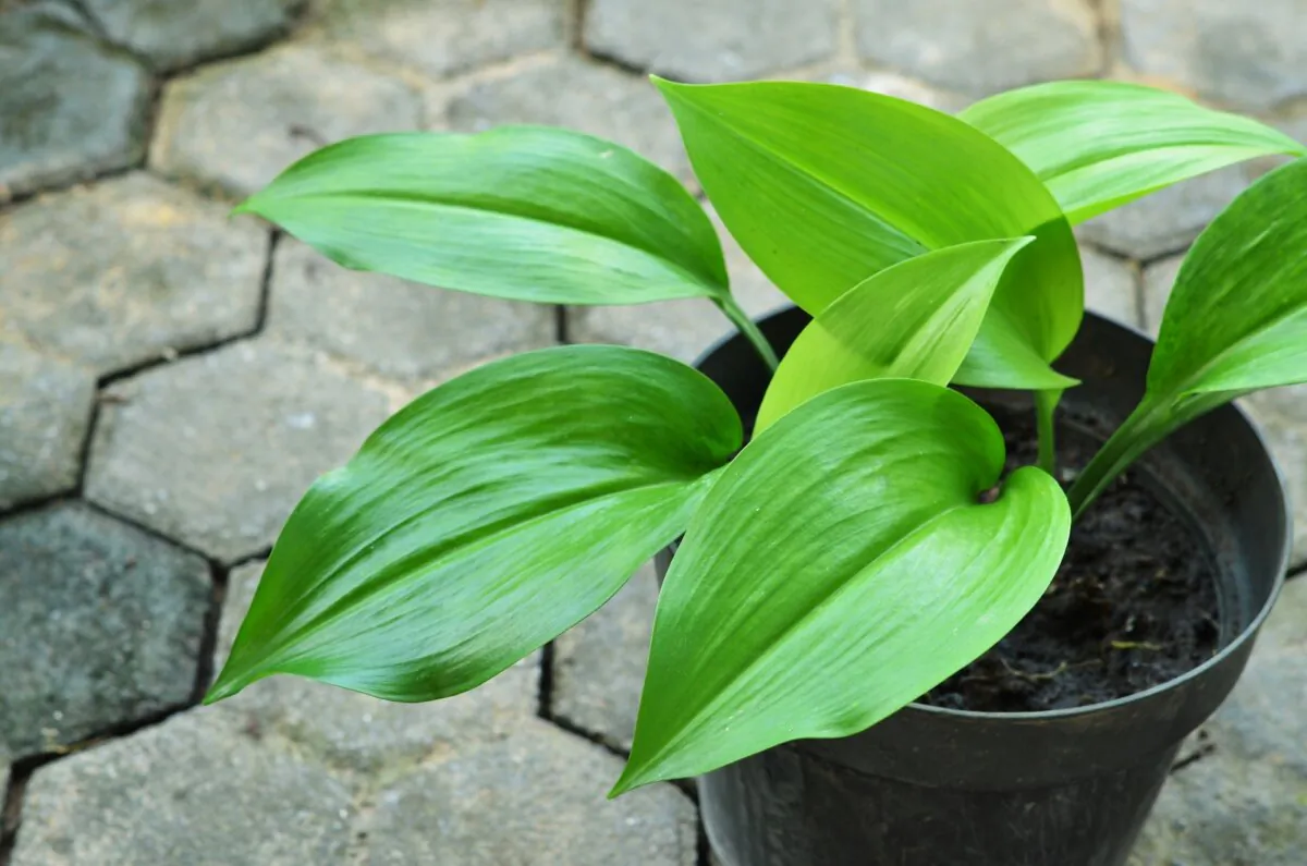 The Cast Iron Plant, also known as Aspidistra elatior. (Endah Kurnia P/Shutterstock)