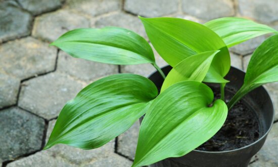 6 Houseplants That Are Really Hard to Kill
