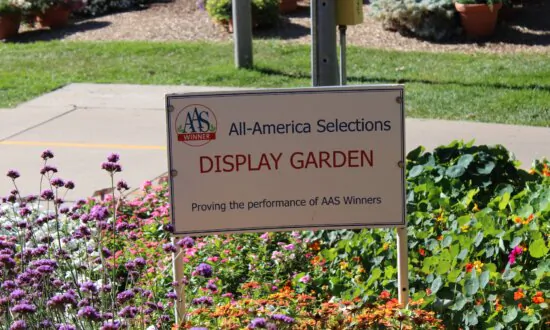 2024 All-America Selections Winners
