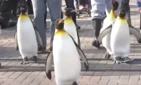 King Penguins March Down Path at Zoo