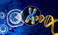 NMN: Harvard Professor Demonstrates Its Anti-Aging Effects