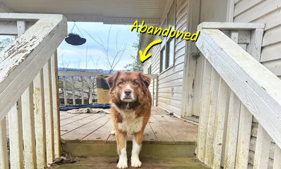 Loyal Dog Patiently Waits for Owners Who Broke Up, Moved House—and Left Her Behind: VIDEO