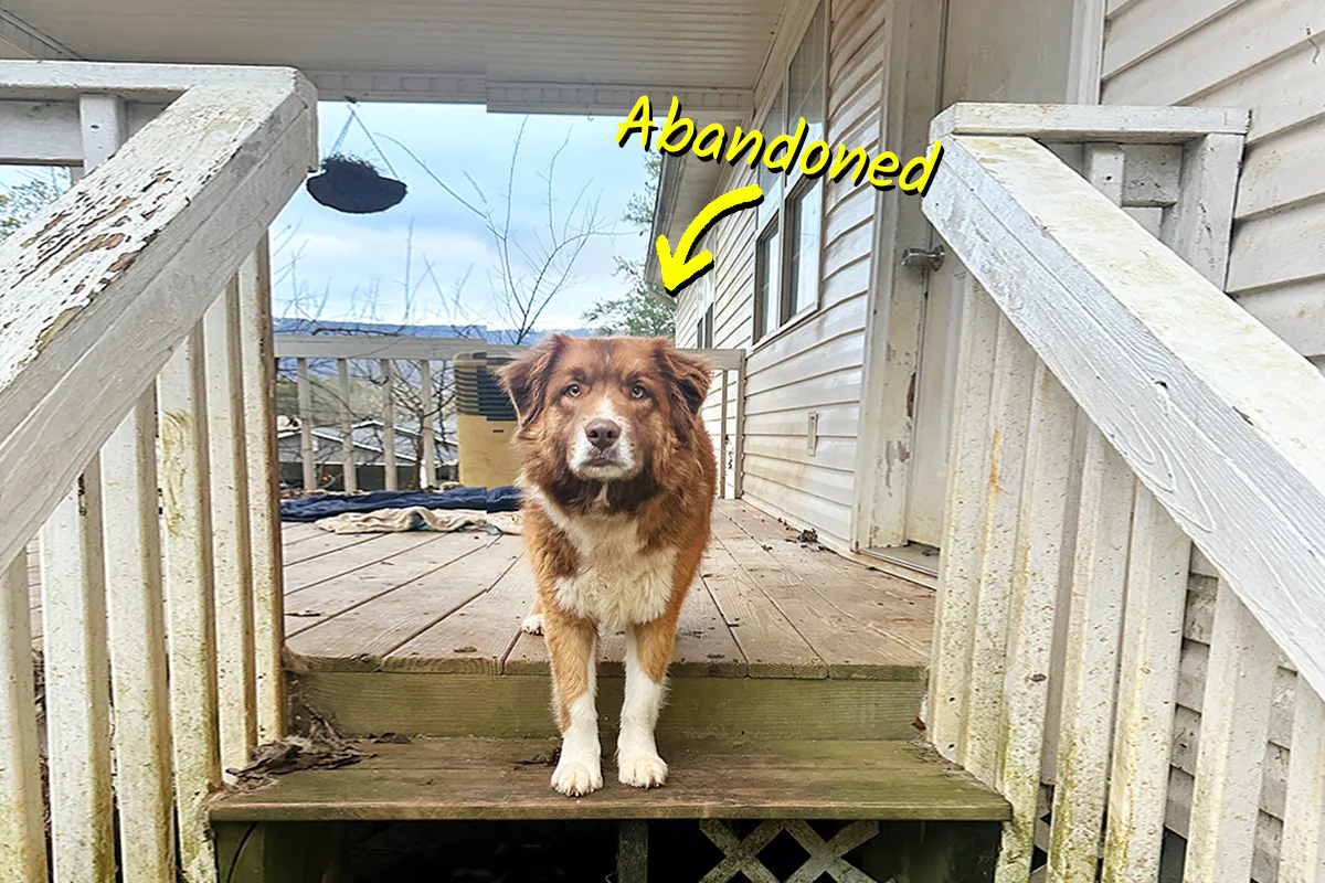 (Courtesy of Luck's Rescue)
