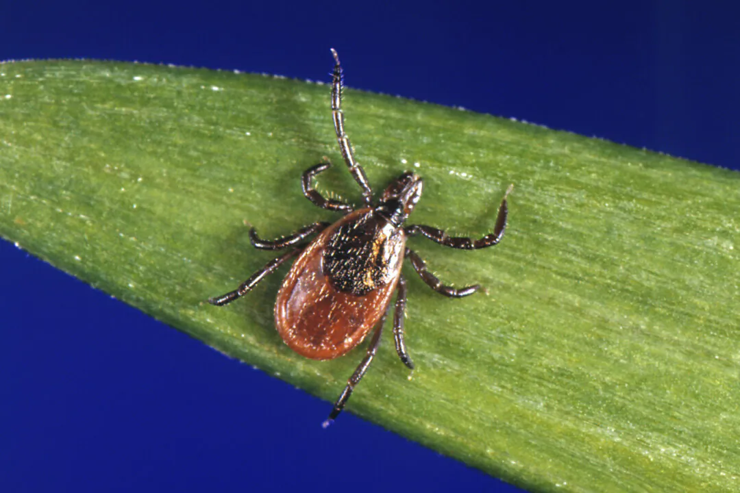 A blacklegged tick, also known as a deer tick, a carrier of Lyme disease. (CDC via AP)