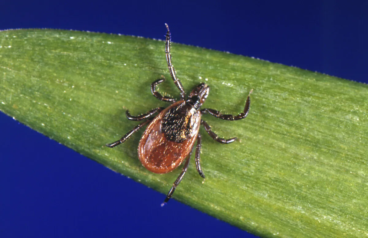 A blacklegged tick, also known as a deer tick, is a carrier of Lyme disease. (CDC via AP)