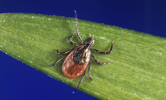 Lyme Disease Case Counts in the US Rose by Almost 70 Percent in 2022