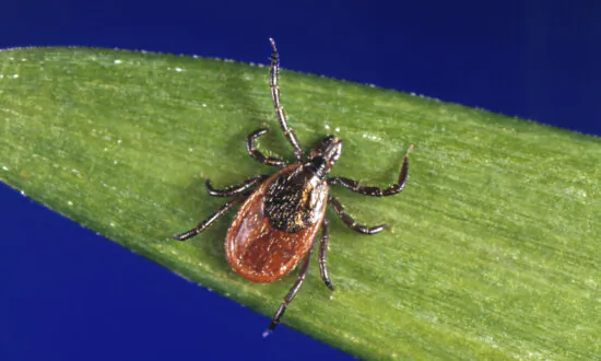 Lyme Disease Case Counts in the US Rose by Almost 70 Percent in 2022 Due to a Change in How It’s Reported