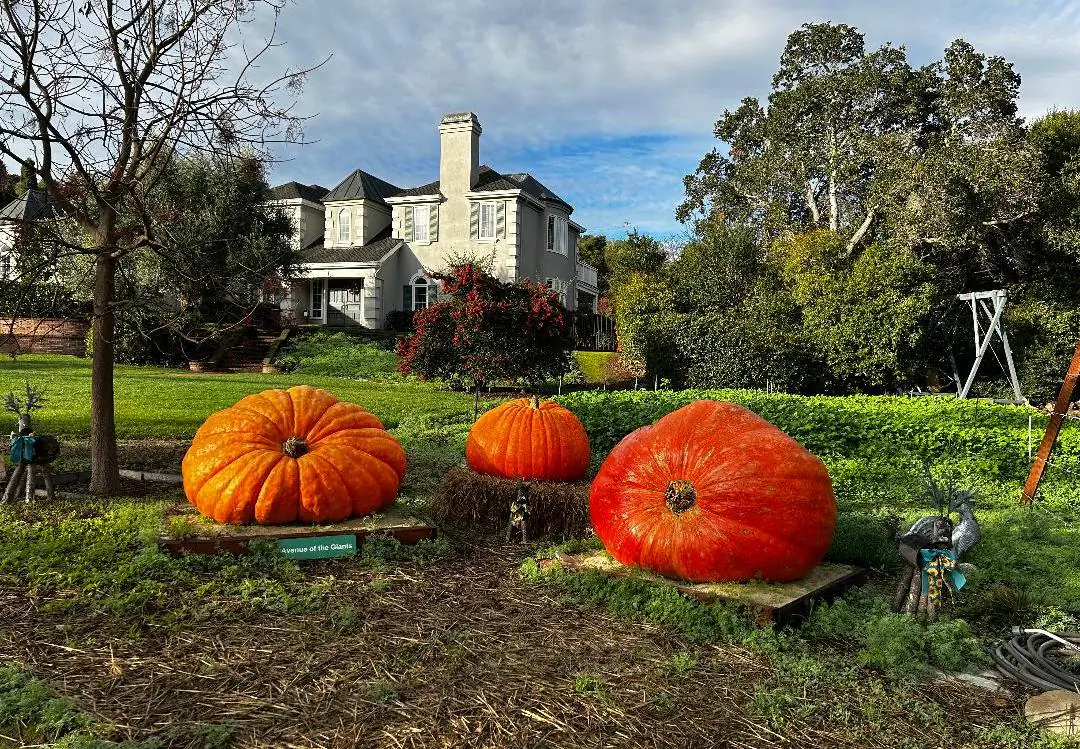 The home of champion giant pumpkin grower, Vince Zunino, in Los Altos Hills, California. (Courtesy of Vince Zunino)