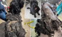 Dog Found With 17 Pounds of Matted Fur After Left Neglected Outside—Until Kind Humans Step In