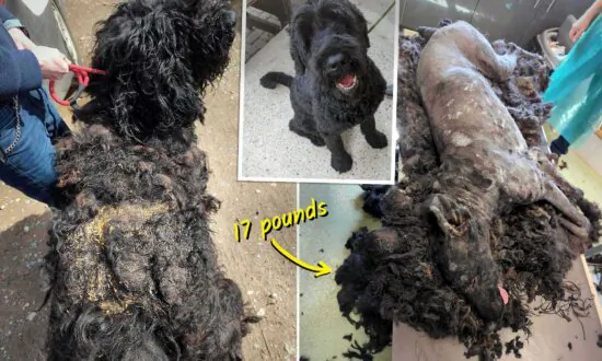 Dog Found With 17 Pounds of Matted Fur After Left Neglected Outside—Until Kind Humans Step In