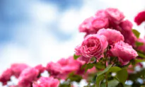 Finding Your Perfect Rose