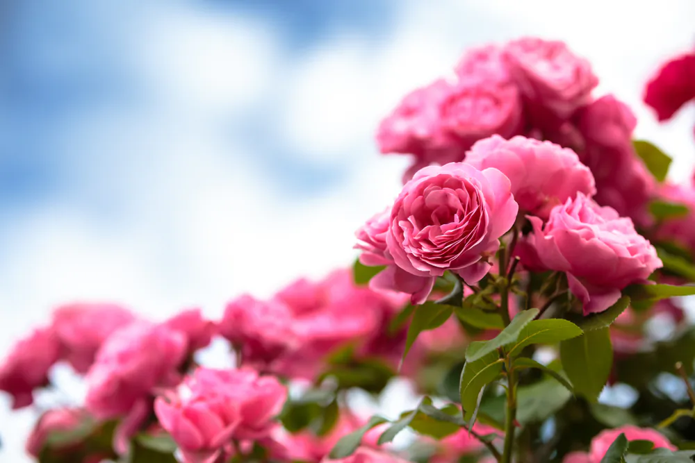 There are over 150 species of roses and thousands of cultivated varieties, each with its own combination of color, shape, and fragrance.(TOMO/Shutterstock)