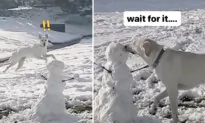 Funny Video: Surprised Dog Sees Snowman for the First Time—Her Response Is Hilarious