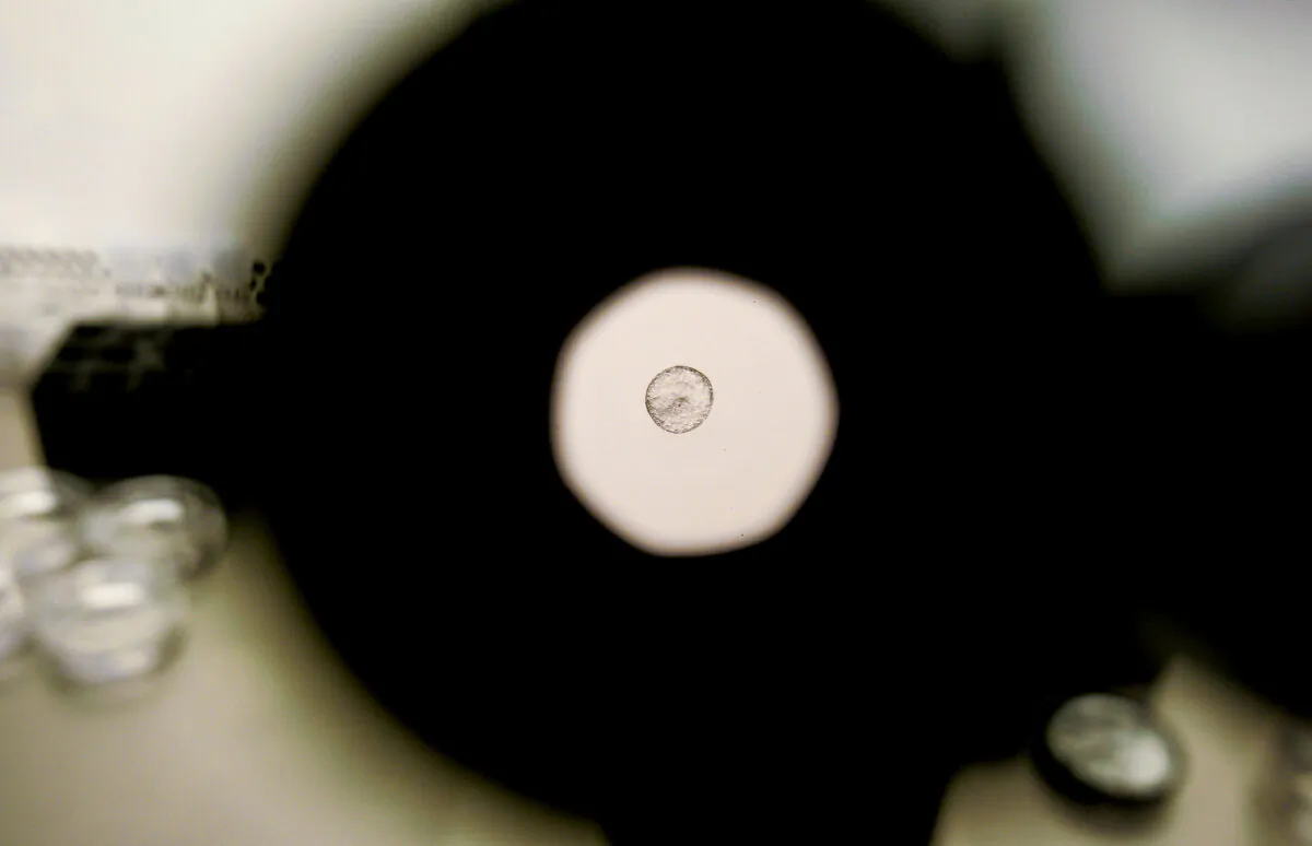 A donated human embryo seen through a microscope at the La Jolla IVF Clinic in La Jolla, Calif., on Feb. 28, 2007. (Sandy Huffaker/Getty Images)