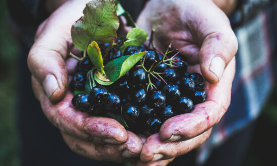 Chokeberries: An Unexpected Superfood and Ally Against Cancer