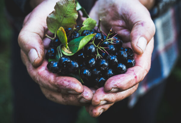 Chokeberries: An Unexpected Superfood and Ally Against Cancer