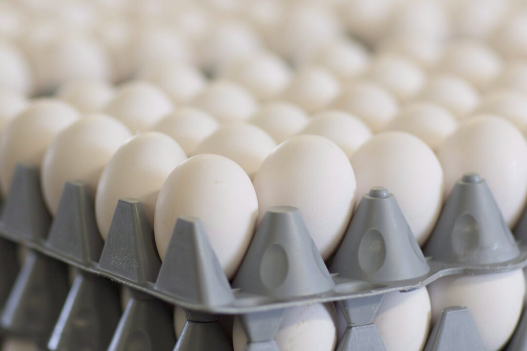 4 Egg Brands Recalled in Saskatchewan Due to Possible Salmonella