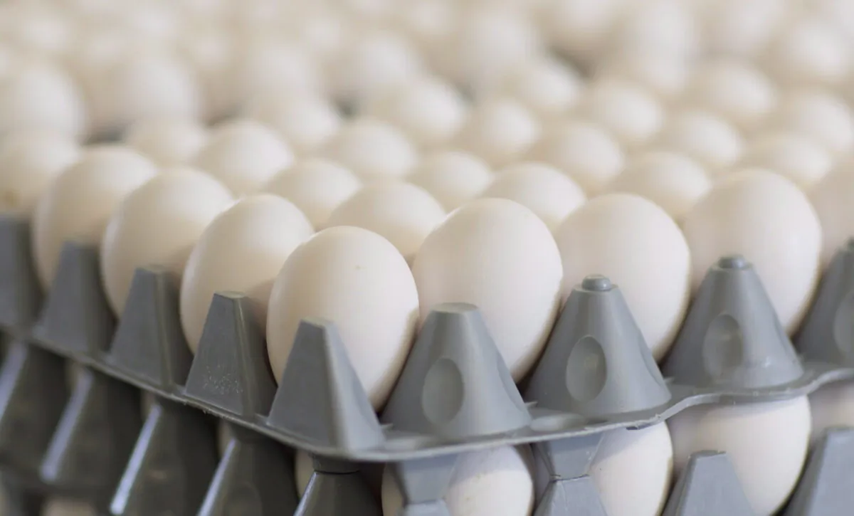 The Canadian Food Inspection Agency says four egg brands are being recalled in Saskatchewan due to possible salmonella contamination. (The Canadian Press/Peter Power)