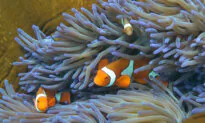 8 Percent of Queensland Now Under Environmental Protection