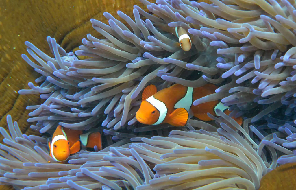 A fish swimming through the coral on Australia's Great Barrier Reef. (William West/AFP via Getty Images)