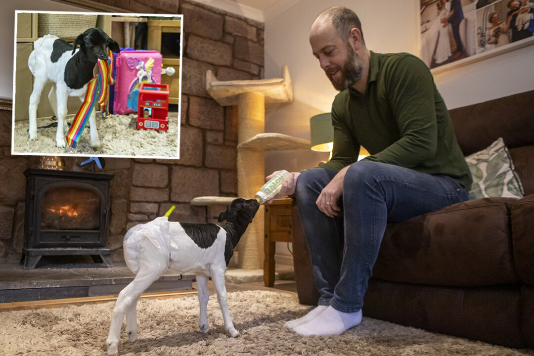 Dedicated Farm Manager HandRaises Lamb Who Was Born ‘Too Weak to Be
