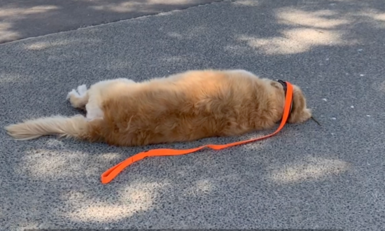 Dog Refuses to Go Home for More Lockdown