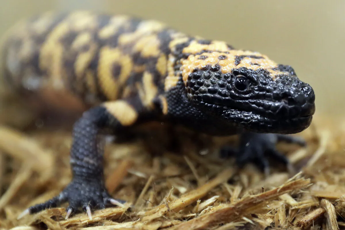 A Gila monster is displayed at the Woodland Park Zoo in Seattle on Dec. 14, 2018. (Ted S. Warren/AP Photo/)