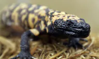 Colorado Man Dies After Bite From Pet Gila Monster