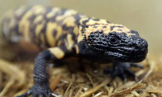 Colorado Man Dies After Bite From Pet Gila Monster