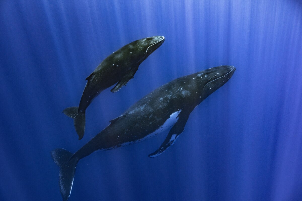 whale