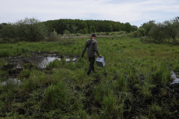 Fabian Frucht, a land manager of the Succow Stiftung foundation, walks on marsh of an approximately 300 hectares rewetted portion of the Sernitzmoor peatland on May 31, 2023 near Greiffenberg, Germany. (Sean Gallup/Getty Images)