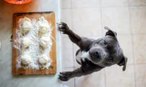 Keep Bread Dough Away From Dogs