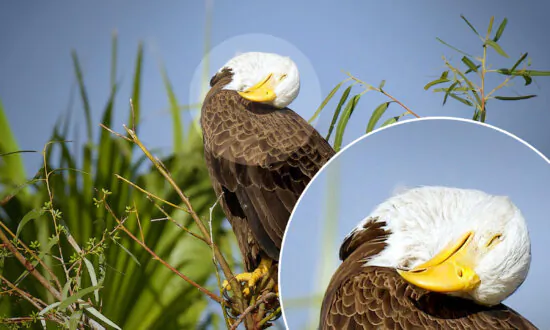 Bird Photographer Captures Bald Eagle Dad Taking a Break From Parenting—And He Looks Dead Tired