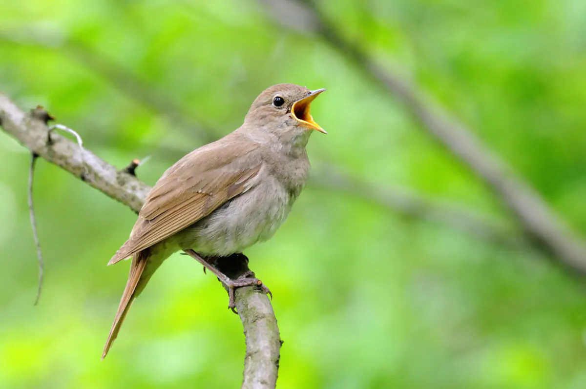 A nightingale hears the plight of a poor student and gives the ultimate gift. (Victor Tyakht/Shutterstock)