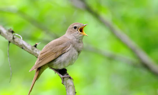 Oscar Wilde’s Story, ‘The Nightingale and the Rose’