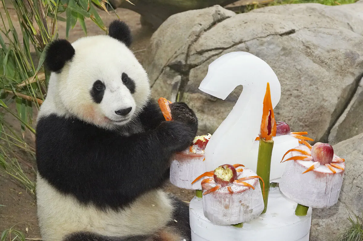 A giant panda celebrates its second birthday in San Diego on Aug. 19, 2005. (Y Galindo/Zooilogical Society of San Diego via Getty Images)