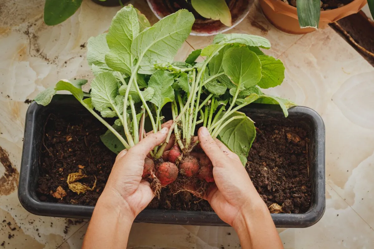 Be sure to check how much direct sunlight your plants need, and plan your setup accordingly. (martinxmarie/Shutterstock)