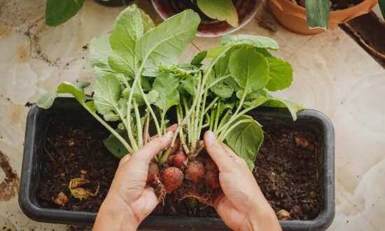 Micro Magic: Intensive Gardening for Small Spaces