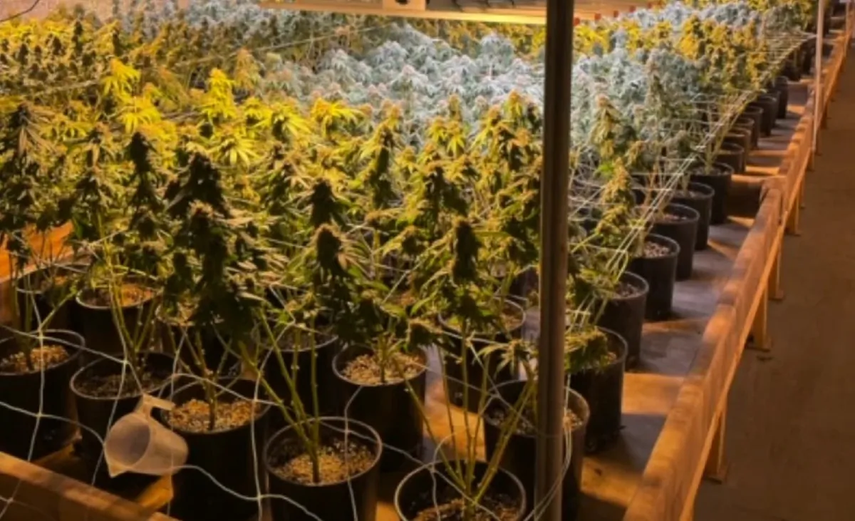 Cannabis plants seized by the Pierce County Sheriff's Office in Georgia in February, 2024. (Georgia Department of Agriculture photo/Released)