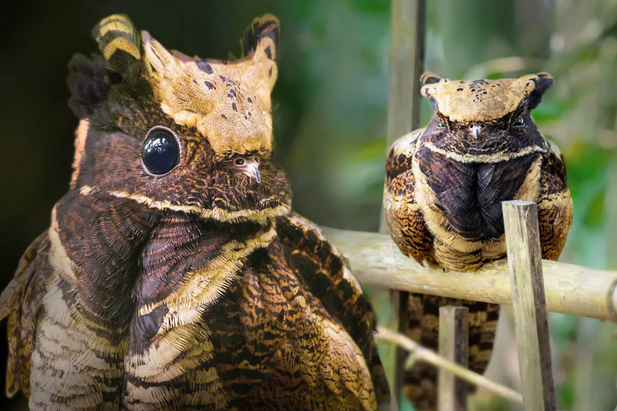 Left: (Naba Choudhury/Shutterstock); Right: (Courtesy of @fly_with_jenisha)