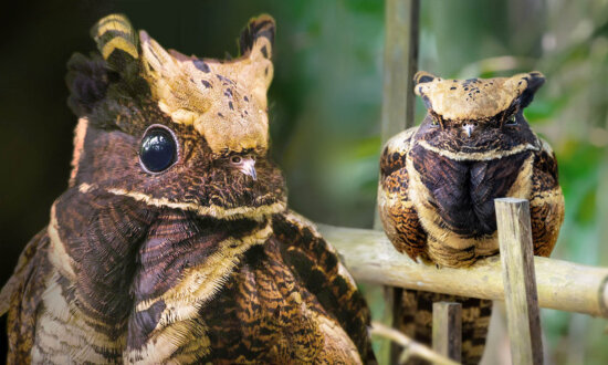 This Amazing Bird Looks Like a Fluffy Baby Dragon—And It Turns Almost Invisible In the Forest