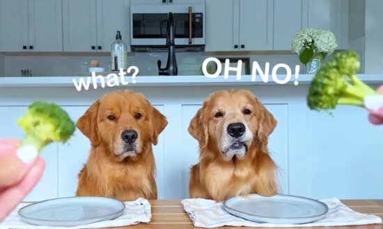 'Taste Test' Video: Golden Retriever Reviews Food With His Brother—Wait Until Broccoli Is Served