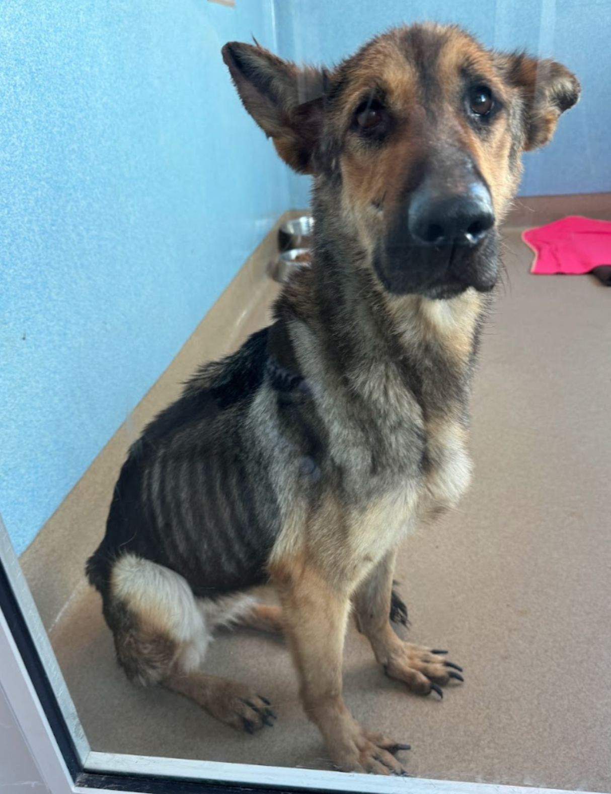 Macy was severely emaciated.
